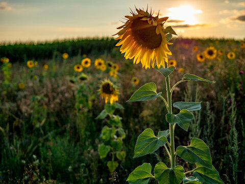 Sonnenblumenfeld am Abend
