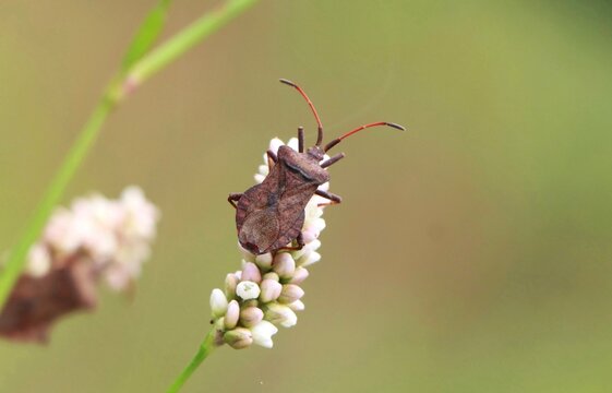 Dock bug (Coreus marginatus) on a plant