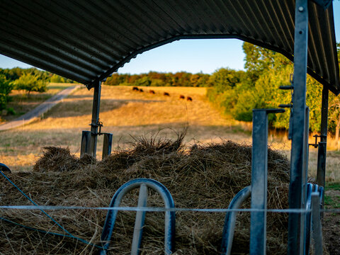 Futterkrippe und Galloways auf einer Weide