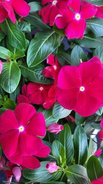 Close-up of vibrant pink Madagascar periwinkle flowers and glossy green leaves in full bloom.