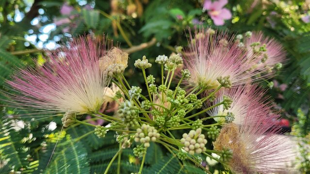 Close-up of blooming pink fluffy flowers and green buds of an Albizia julibrissin silk tree in summer.