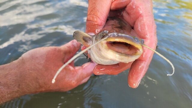 Close-up of a fisherman's hands holding a small freshly caught catfish with an open mouth over the water.