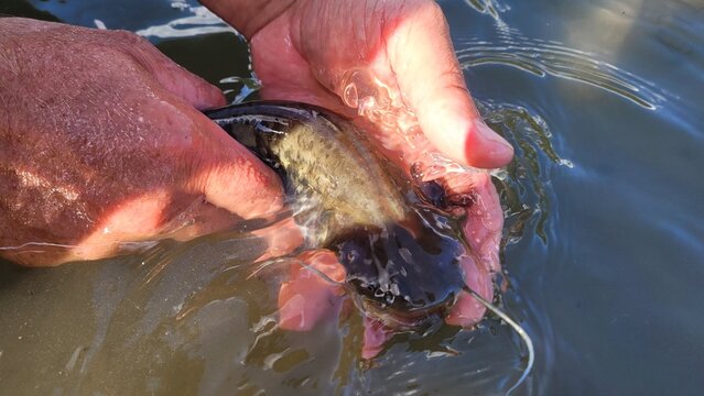 Close-up of a fisherman holding a small live catfish in his hands above the river water.