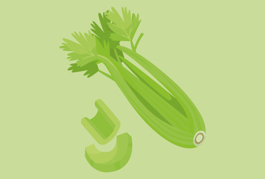Celery Concept IllustrationVector Style