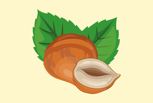 Hazelnut Concept IllustrationVector Style