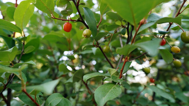 Ripening Red Goumi Berries (Elaeagnus) on Branch in Late Spring