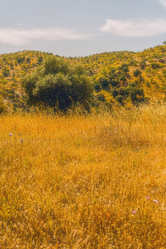 Meadow with yellow dried tall grass and some trees with hills in the background under a blue sky with clouds. Andalusia, Spain.