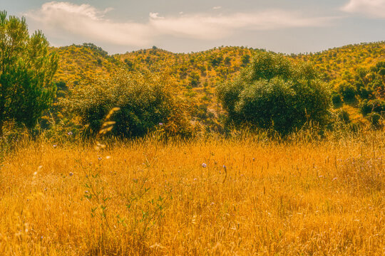 Meadow with yellow dried tall grass and some trees with hills in the background under a blue sky with clouds. Andalusia, Spain.