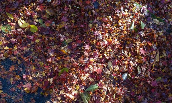 紅葉した落葉に射す太陽光
