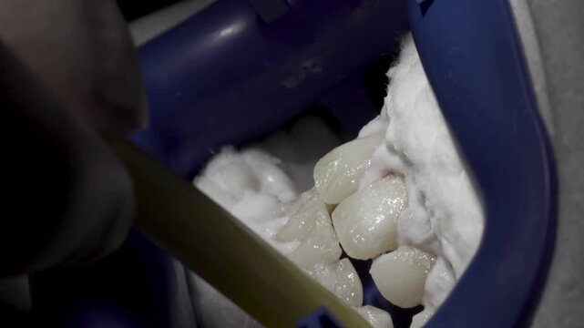 Scrubbing denture paste on false teeth - closeup shot.