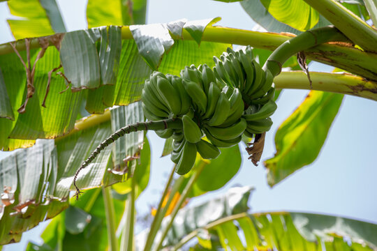 Ramo di albero di banano con frutti