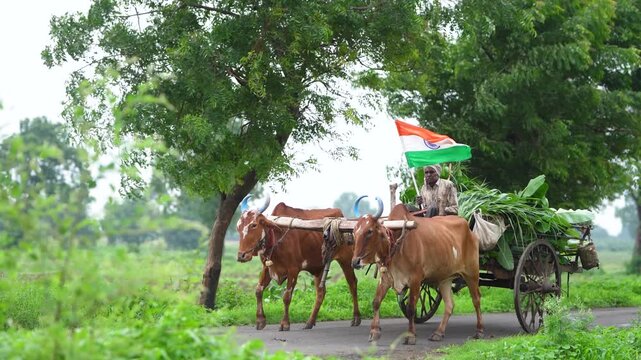 indian farmer sitting on bullock cart and holding national tricolor flag