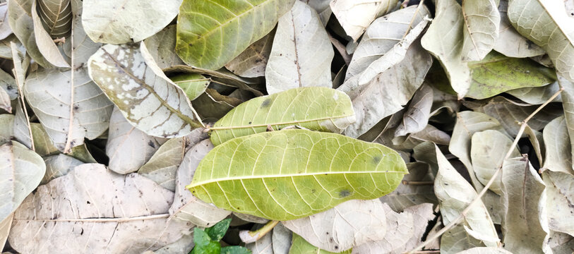 close up of dried leaves