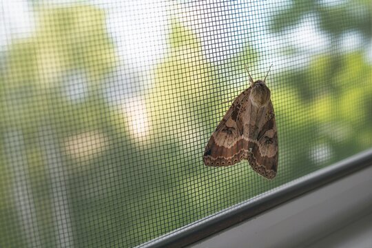 Brown patterned moth resting on a wire mesh window screen. Close-up of an insect clinging to a domestic window with blurred green foliage in the background