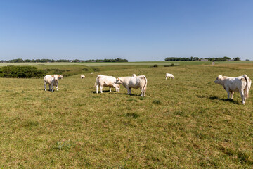 Fototapeta premium Cows grazing in a green valley at La Poterie-Cap-d'Antifer, Normandy, France 