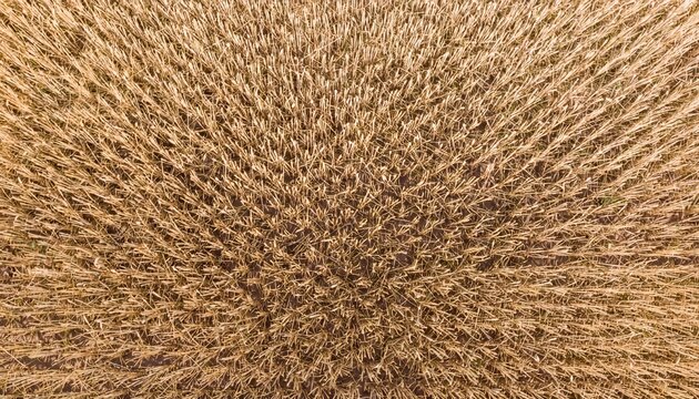 Golden harvest season wheat field aerial view