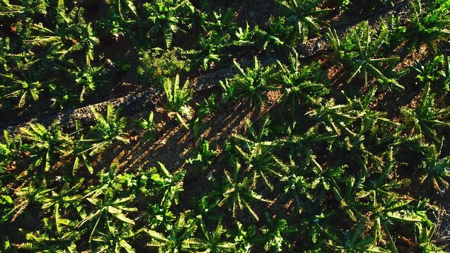 Top Down Drone View of Banana Plantation Rows in Tenerife Canary Islands