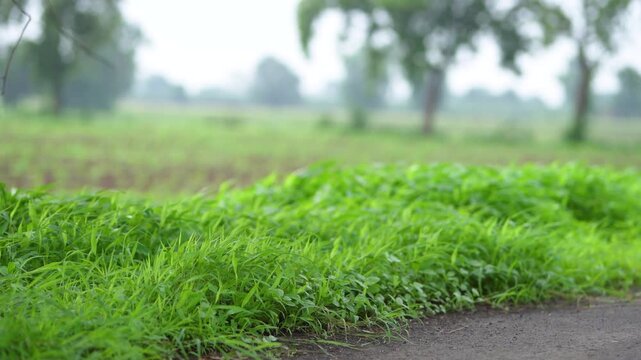 Green grass at agriculture field 