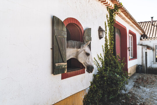 Curious white horse extends its head through rustic wooden shutters in a red-trimmed stable window, set against a weathered stucco ranch facade with generous copy space
