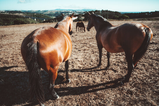 Wide-angle view with selective focus on three brown horses standing and grazing across a sunlit dry pasture, framed by rolling countryside and distant hills