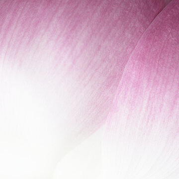 Macro closeup of pink lotus flower petal texture