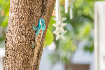 Obraz premium Vibrant Blue crested Lizard Climbing on Tree Trunk