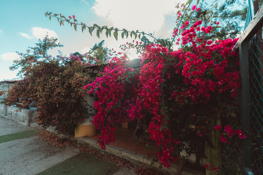 Lush magenta bougainvillea cascades over a garden patio and fence, glowing in warm backlight beneath a bright blue sky for a vivid tropical outdoor setting