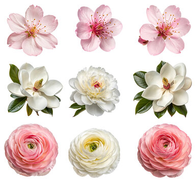 set of flowers isolated on white