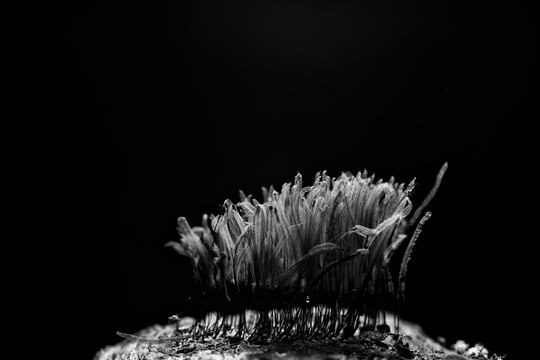 Plasmodium, small unusual mushrooms, mushroom spores, mycelium macro photo