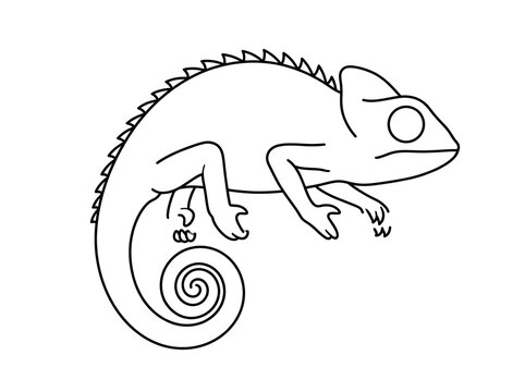 Chameleon outline vector drawing with a curled tail in a simple black and white line art style