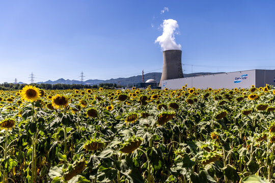 Leibstadt, Aargau, Switzerland &ndash; July 11, 2026:Sunflowers in front of the Leibstadt Nuclear Power Plant (German: Kernkraftwerk Leibstadt, KKL) is located near Leibstadt, Aargau, Switzerland, on the Rh