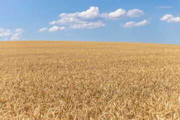 Naklejka premium Rye field in summer in Switzerland