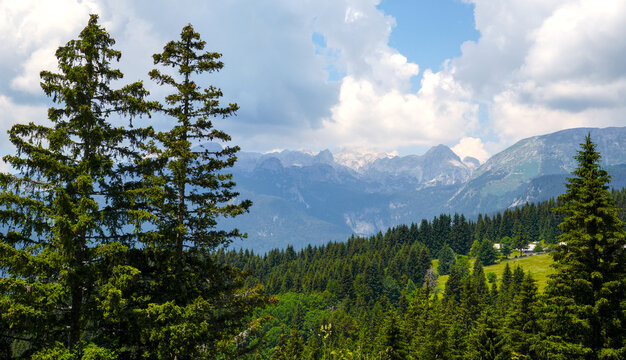 Tall pine trees framing a scenic mountain range and dense forest under blue cloudy sky in Triglav National Park, Slovenia.
