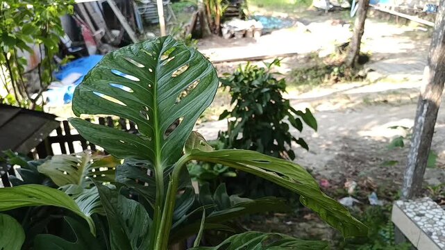Close Up of Monstera Deliciosa Leaf with Natural Fenestrations