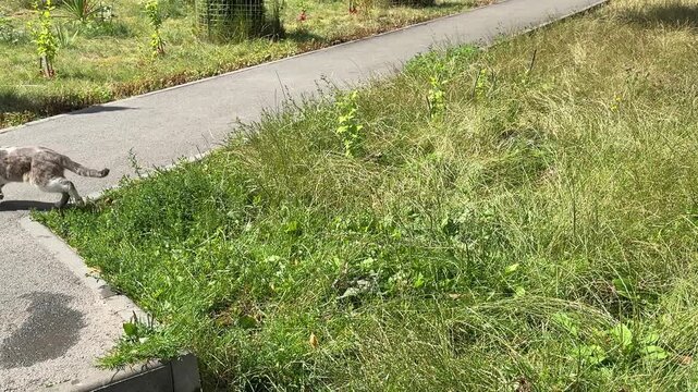 playful gray kitten happily runs and jumps through green grass near a garden path before quickly leaving the frame, capturing fun, energy and natural pet behavior. Close up.