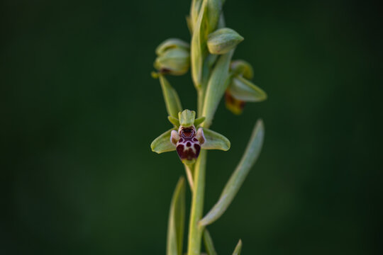 In its natural habitat in the mountains of Siirt province, T&uuml;rkiye, Ophrys umbilicata (Honey Orchid or Bee Orchid)