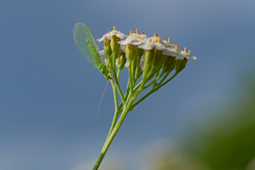 Green lacewing resting on small white wildflowers in a sunny meadow. Macro close-up of a delicate beneficial insect with translucent wings against a soft blue background © Maciej Bonk