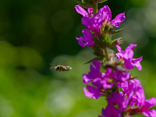 Wild bee captured in flight approaching purple wildflowers on a sunny summer day. Natural close-up of an important insect pollinator visiting flowers for nectar and pollen © Maciej Bonk