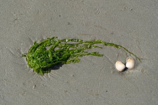 Fresh green seaweed and two cockle shells lying on wet sand at low tide. Simple natural composition showing marine life washed ashore on a coastal beach