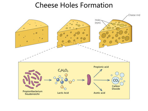 how Propionibacterium converts lactic acid into carbon dioxide, creating characteristic holes or eyes during cheese ripening diagram hand drawn schematic raster. Science educational illustration