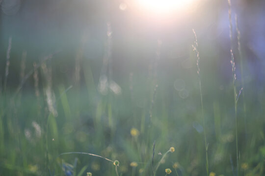 Eco background, summer meadow, delicate green soft color, real natural photo