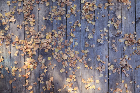 background, autumn fallen yellow leaves on an old wooden board surface, abstract October background for a frame