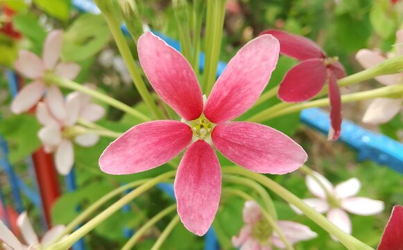 Combretum indicum flower (Rangoon creeper, Burma creeper)