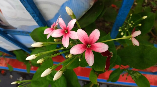 Combretum indicum flower (Rangoon creeper, Burma creeper)