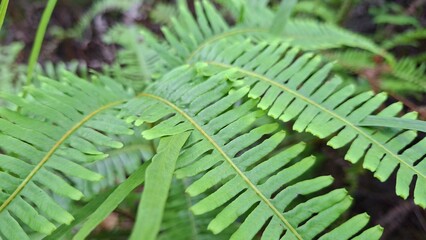 green fern leaf © Maradu