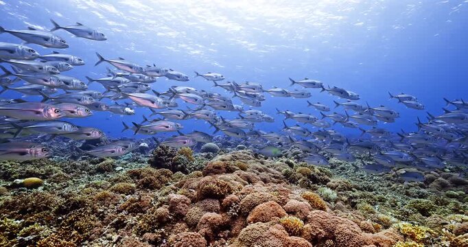 School of Jack Fish Swimming Above Tropical Coral Reef