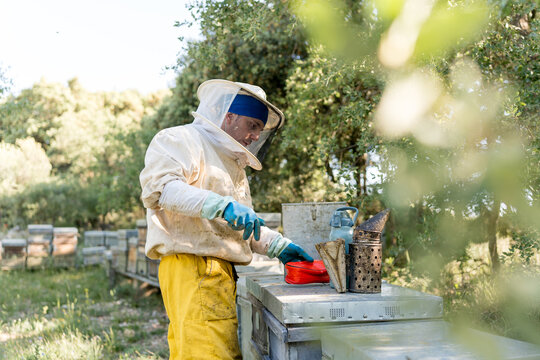 Beekeeper tend to Apis mellifera iberiensis hive outdoors