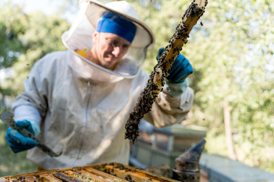 Beekeeper inspect honeybee frame at outdoor apiary