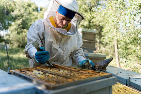 Beekeeper removes a honeycomb frame with a smoker at an apiary