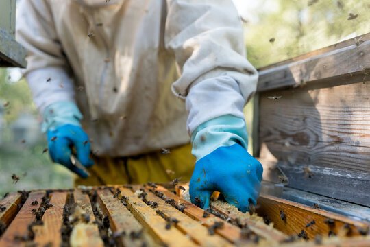 Beekeeper inspect Layens hive with Apis mellifera iberiensis